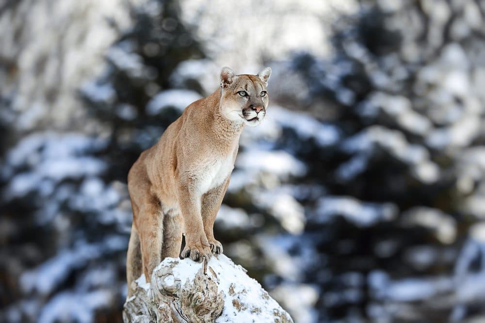 puma.jpg