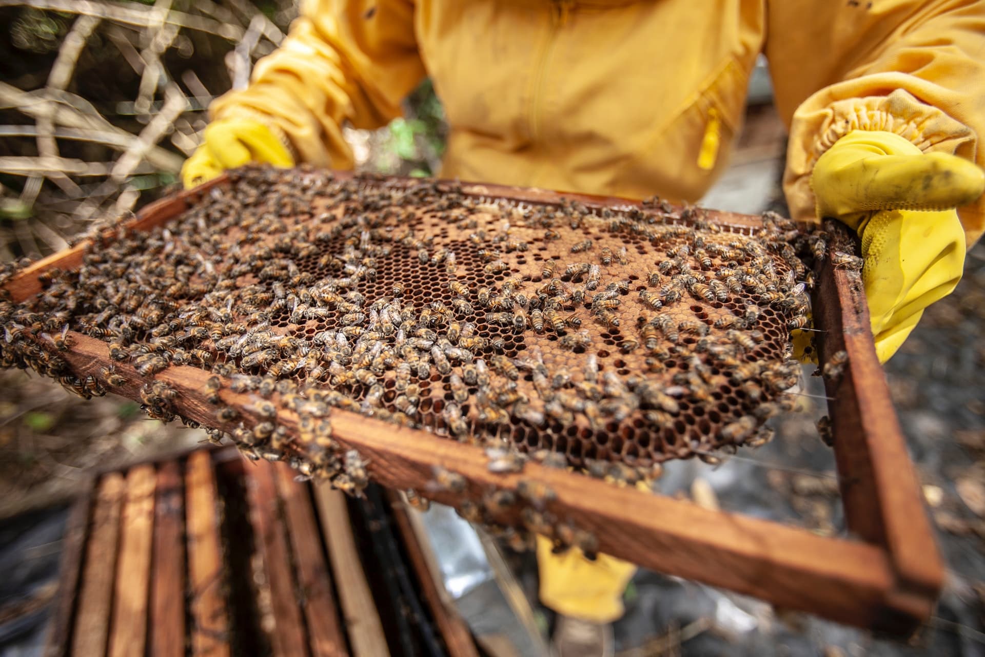 close-up-photo-of-bees-3221394.jpg