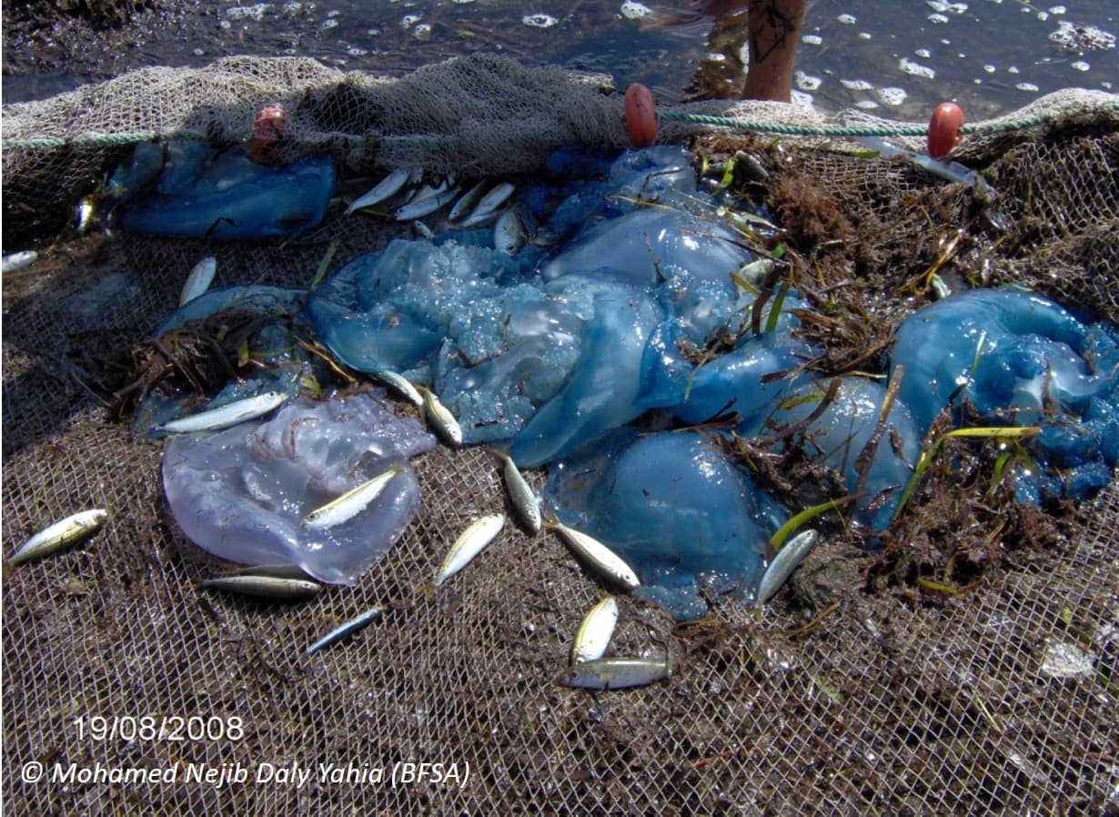 Meduzy v Stredozemnom mori_FOTO Mohamed Najib.jpg