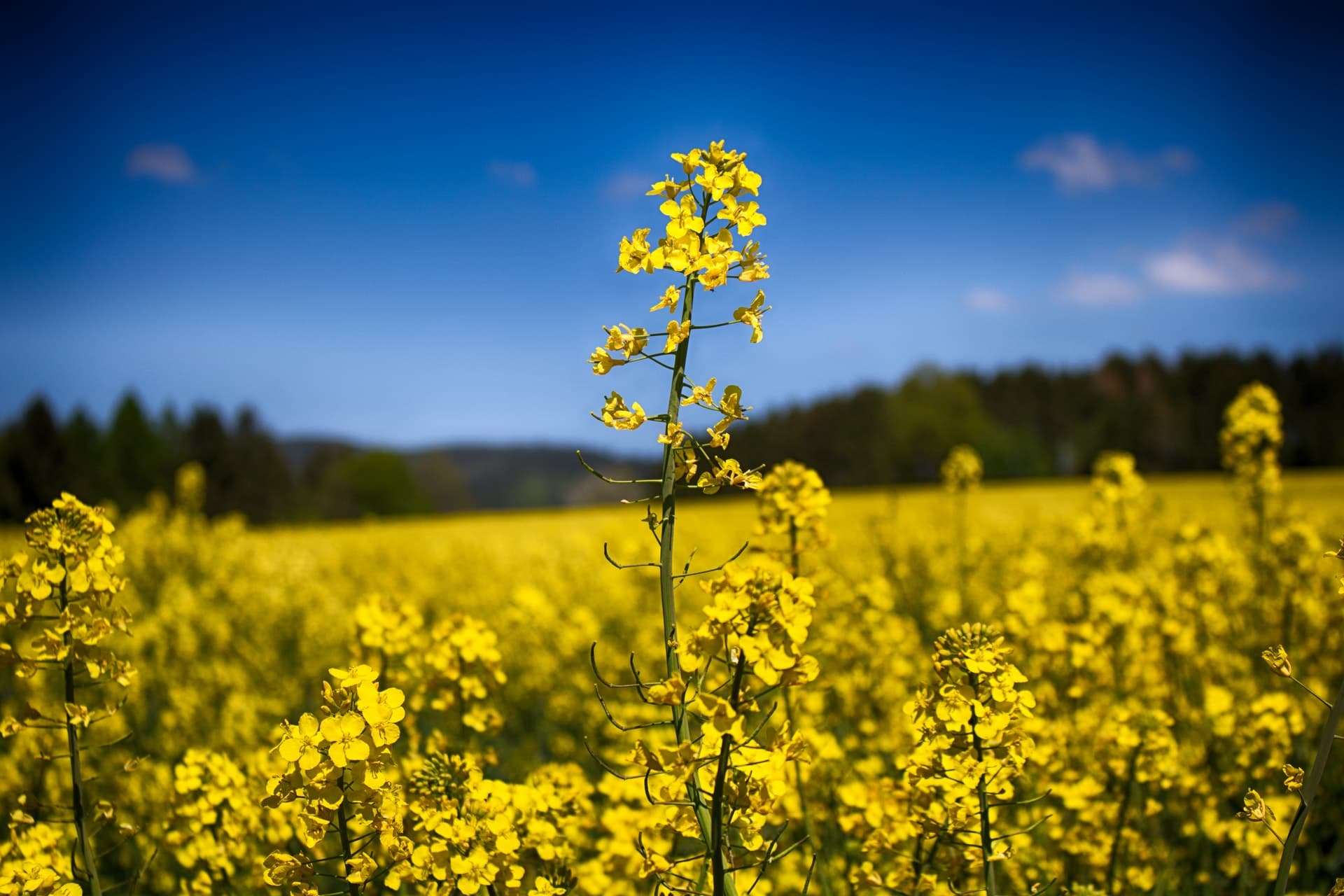 nature-sunny-field-sun-97778.jpg