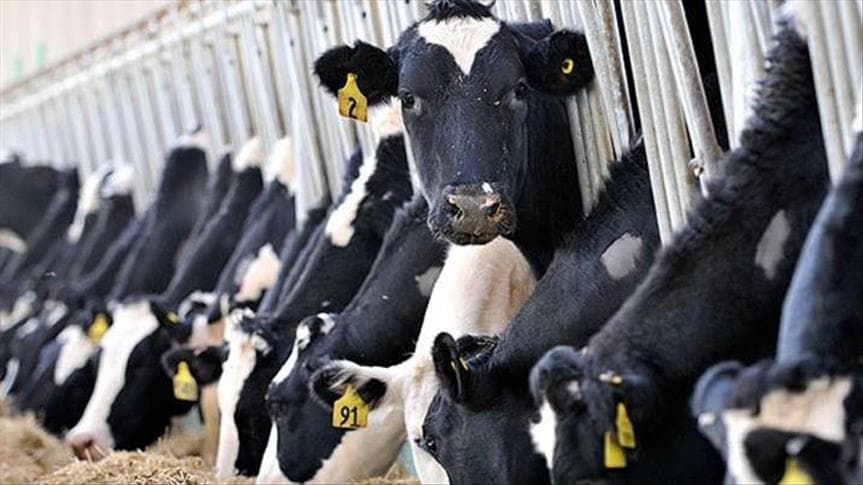 cows.jpg