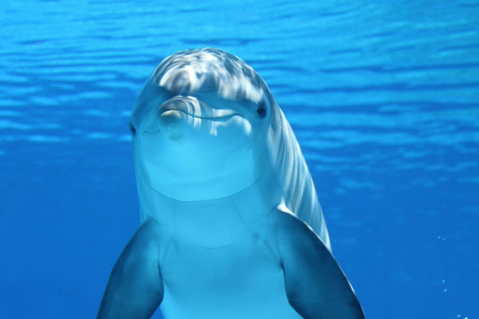 delfín (1).jpg