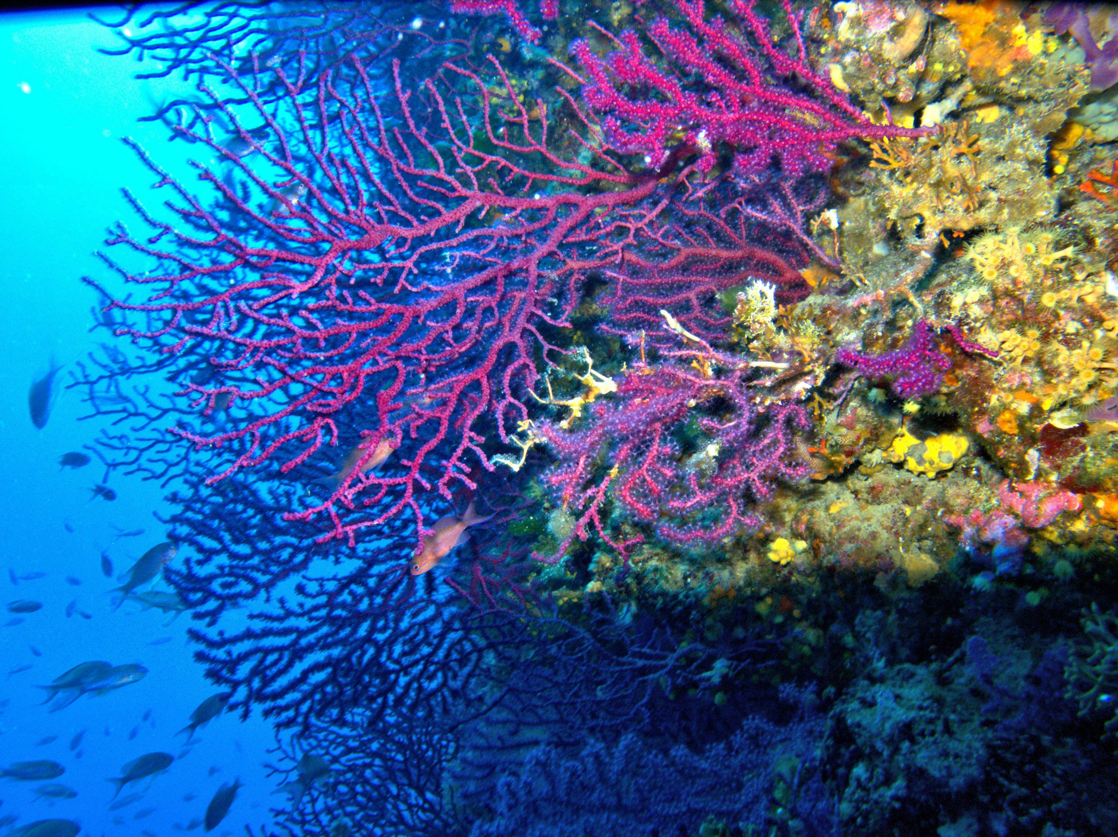 Koraly vejarovniky FOTO Lorenzo Merotto.jpg